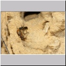 Dipogon subintermedius - Wegwespe 08c 7mm Sandgrube Niedringhaussee - beim Eintrag einer Spinne.jpg
